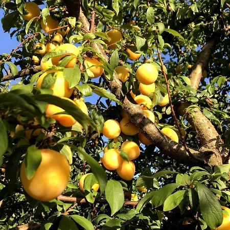 Casa Martins Country No 4