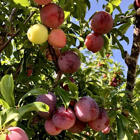 Casa Martins Country No 4 Freiria