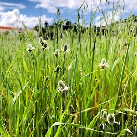 Casa Martins Country No 4 Freiria