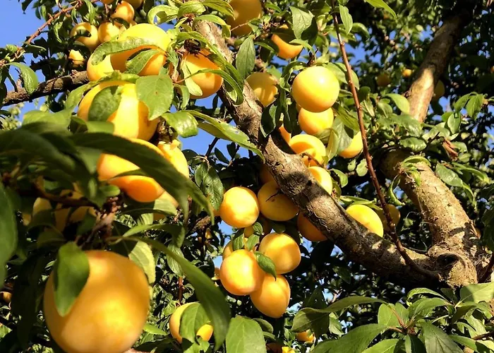 Casa Martins Country No 4