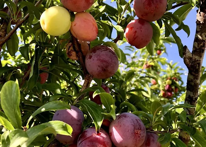 Casa Martins Country No 4 Freiria