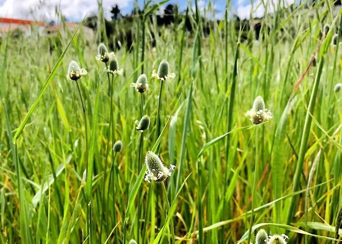 Casa Martins Country No 4 Freiria